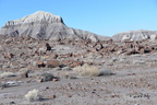 jasper forest trail petrified forest 27dec15v
