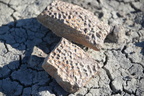 metoposaur fossil 27dec15