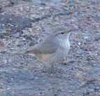 wren painted desert museum 28dec15