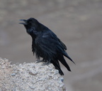 raven blue mesa 28dec15