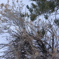 rabbit brush 29dec15