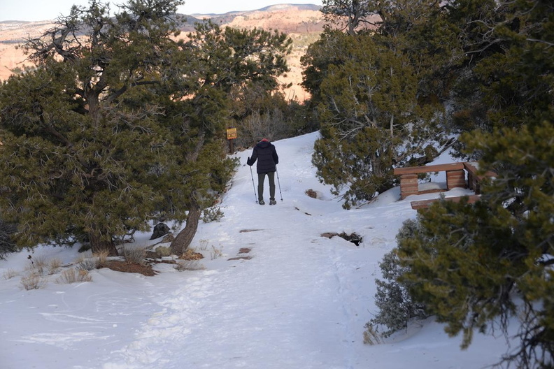 pinyon_pine_29dec15.jpg