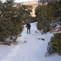 pinyon pine 29dec15
