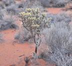 cactus snow canyon 31dec15
