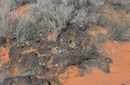 lava snow canyon 31dec15