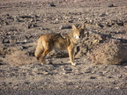 CoyoteDeathValley