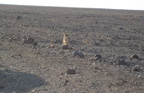 CoyoteDeathValley1