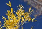 arizona ash sabino canyon 30dec17b