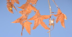 arizona sycamore 30dec17a