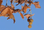 arizona sycamore 30dec17b