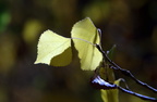 cottonwood sabino canyon 30dec17zac