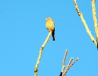 house finch call del lago green valley 30dec17zac