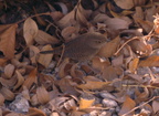 house wren sabino canyon 30dec17zac