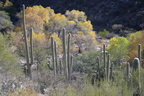 sabino canyon 30dec17a