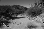 sabino canyon 30dec17b