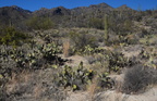 sabino canyon 30dec17s