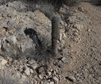 saguaro parking lot sabino canyon 30dec17a