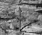 saguaro sabino canyon 30dec17k