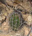 saguaro sabino canyon 30dec17o