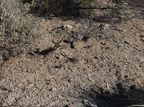 soil parking lot sabino canyon 30dec17a