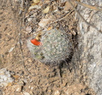 texas nipple cactus mammillaria prolifera sabino canyon 30dec17b