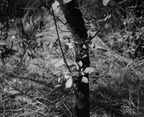 unknown tree sabino canyon 30dec17a