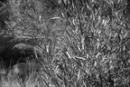 willow sabino canyon 30dec17a