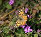 painted lady tupac 31dec17zac