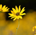 jerusalem artichoke cub run 30sep18a