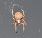 orb spider 29sep18