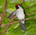 capped cardinal aquarium baltimore 14oct18