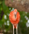 scarlet Ibis aquarium baltimore 14oct18b