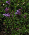blue flower willamette