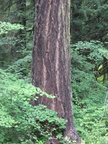 fir willamette1