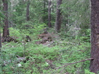 willamette3