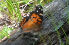 american painted lady 7jul17
