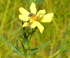 stiff coreopsis back40 beetles 7jul17