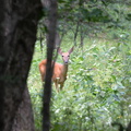 deer back forty 7jul17
