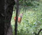 deer back forty 7jul17
