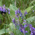 cow vetch 7jul17
