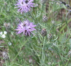 spotted knapweed 7jul17