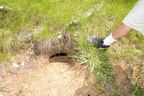 badger hole 7jul17