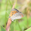bronze copper 7jul17