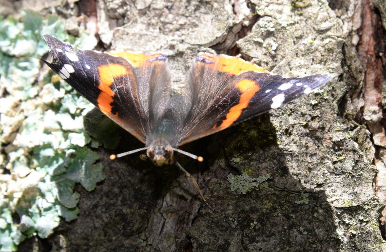 red_admiral_7jul17.jpg