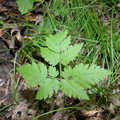 sweet cicely 7jul17