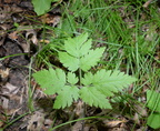 sweet cicely 7jul17