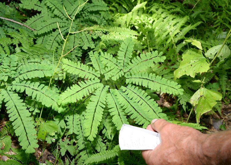 maidenhair_7jul17.jpg