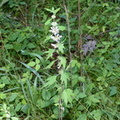 motherwort 7jul17