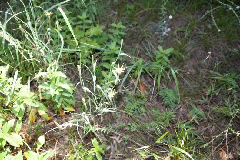 yellow_goats_beard_tragopogon_pratensis_7jul17.jpg