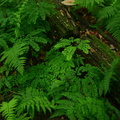 maidenhair 7jul16